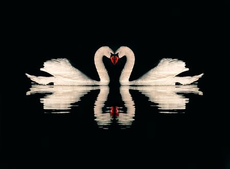 A couple of swans floating on the lakeの写真素材