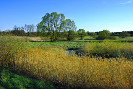 Spring landscape