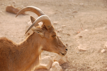 Goat in the desertの写真素材