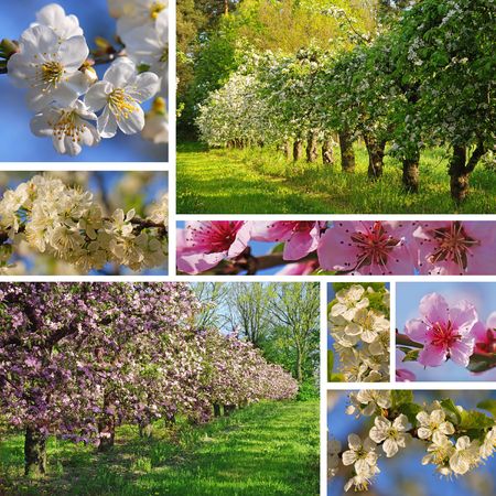 Orchard in spring collageの写真素材