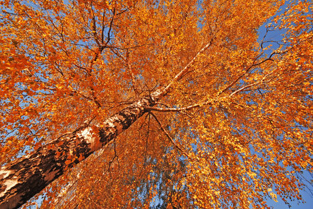 Colorful autumn treeの写真素材