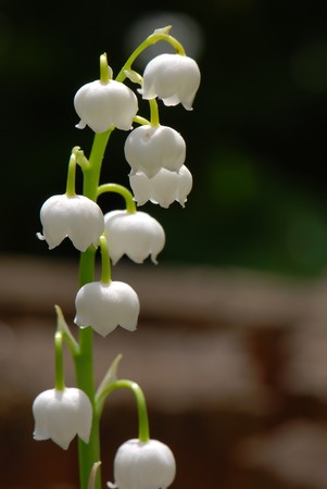 Lily of the valleyの写真素材