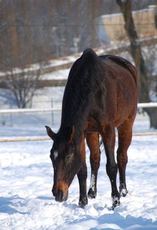 Horse in the snowの写真素材