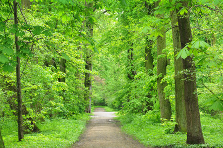 Beautiful park alley in summer