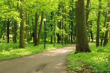 Beautiful park alley in summer