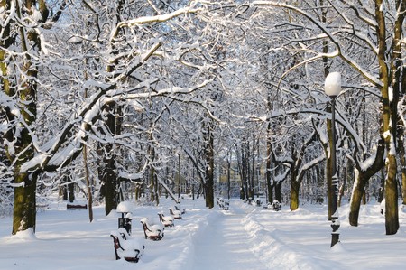 Winter park covered with snowの写真素材