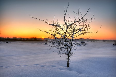 Beautiful winter sunset with a tree in the snowの写真素材