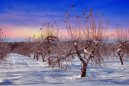 Apple orchard covered with snow in winterの写真素材
