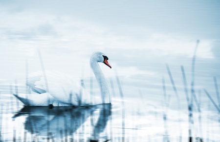 Swan floating on a lakeの写真素材