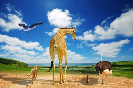 Animals migrate to green lands due to global warmingの写真素材