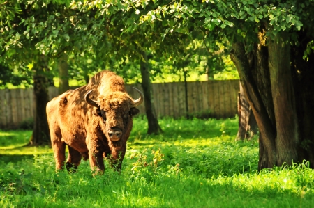 Buffalo in nature reserve in Bialowieza, polandの写真素材