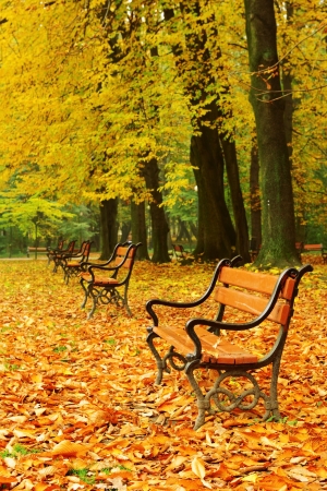Red benches in the park in fallの写真素材