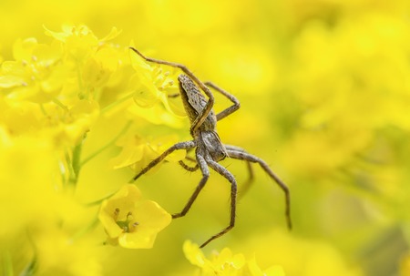 Spider hunting in spring flowersの写真素材