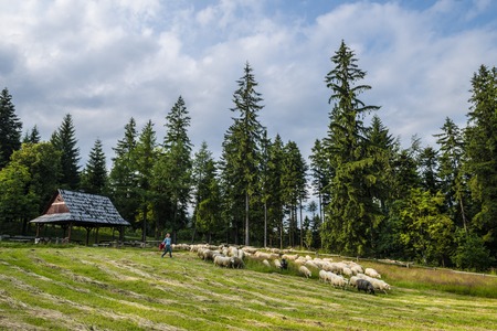 Sheep in the mountains in Beskidy, Polandのeditorial素材