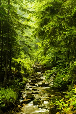 Stream in Beskidy mountains, Polandの写真素材
