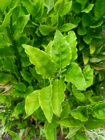 Close up of green leaves of creeper plant in garden.の写真素材
