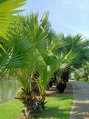 Palm trees in a park near the lake. Nature background.の写真素材