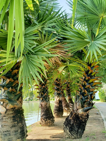 Palm trees in the park on the shore of the lake.の写真素材