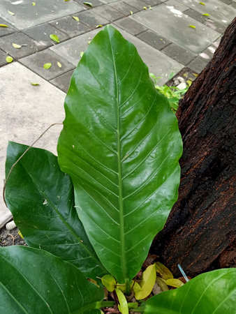 Green leaf of Alocasia gigantea in the garden.の写真素材