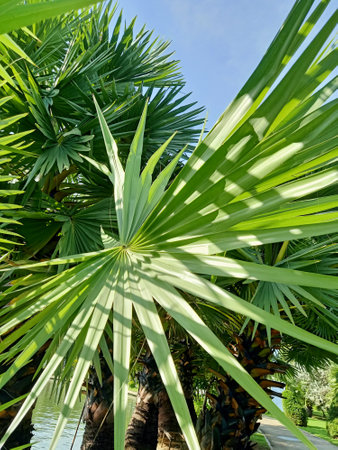 Palm tree in the garden on sunny day. Tropical background.の写真素材