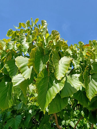 Green leaves of a tree against the blue sky, close-upの写真素材