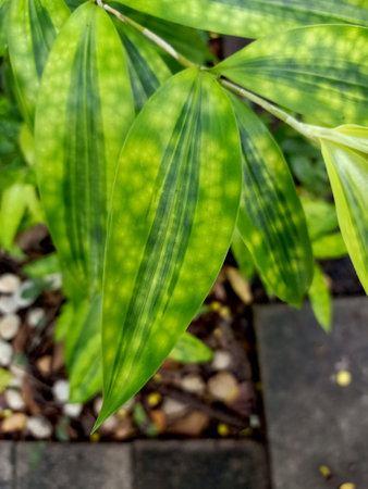 Green leaves of houseplant in the garden. Close-up.の写真素材