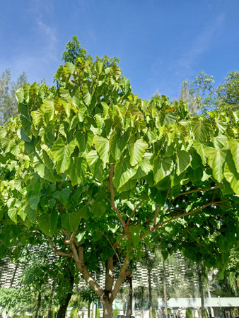 Tropical tree with green leaves on blue sky background in parkの写真素材
