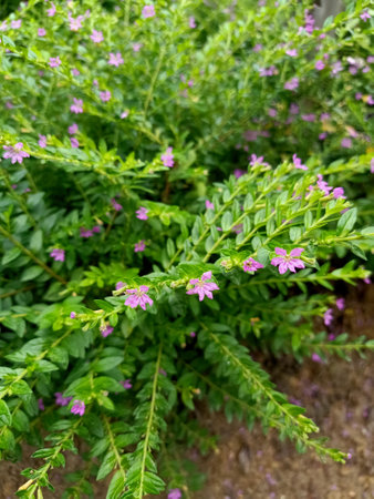Purple flowers of thyme in the garden. Selective focus.の写真素材
