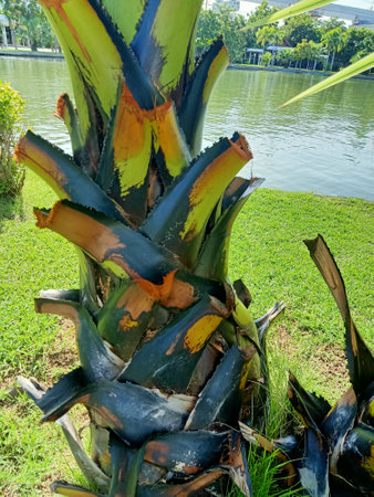 Palm tree in the public park of bangkok thailand.の写真素材