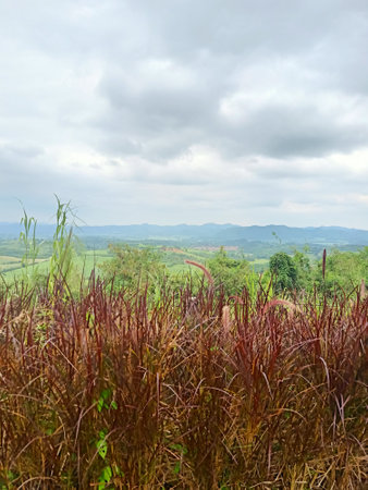 Beautiful landscape of grass and mountain at Phu Chi Fa, Thailandの写真素材