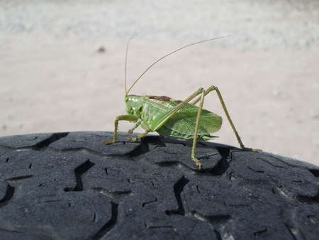 green grasshopperの写真素材