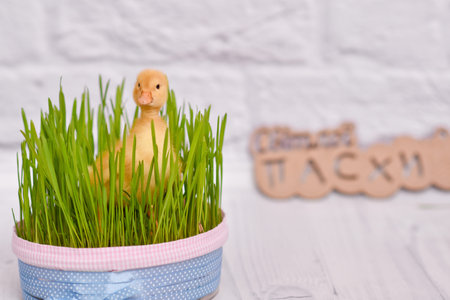 duckling on a light background in the green grass - - duckling on a light background in the green...