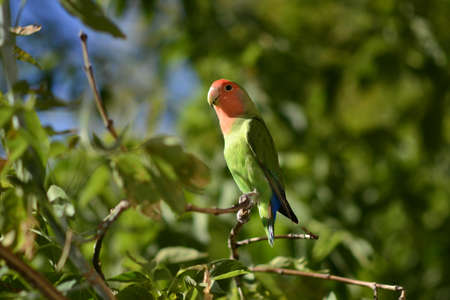 The name parrots lovebirds, green on a tree branch close upの写真素材