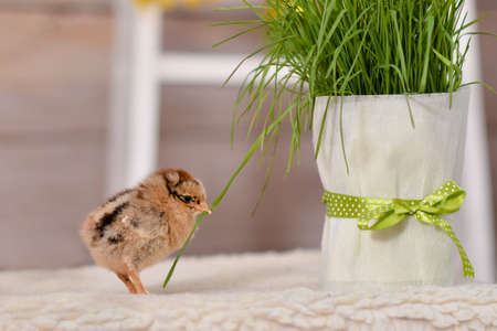 chicken close - up in the interior on a light background and green grassの写真素材