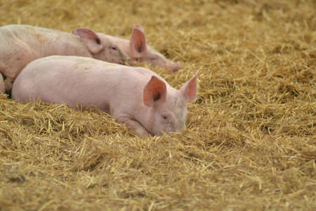 piglets on hay straw in the natural environment on the farmの写真素材