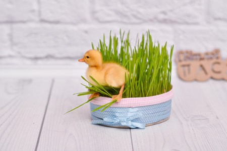 - duckling on a light background in the green grass