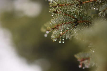 Green spruce branch with raindrops close upの写真素材