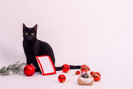 Black cat with photo frame, christmas balls and christmas gift on white backgroundの写真素材