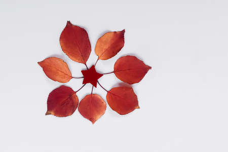 Apple tree leaves are yellow and red on a white backgroundの写真素材