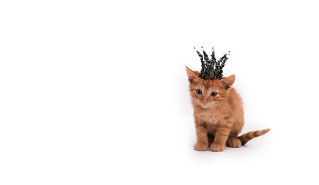 A red-haired little cat sits on a white isolated background with a black crown of beads on its head.の写真素材