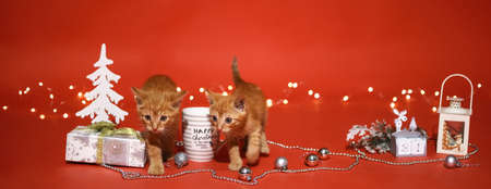 Christmaskittens. Two redheads kittens on red Christmas background of garland light, gifts, Christmas trees, Christmas tree decorations.の写真素材