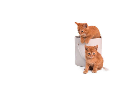 White kittens in gift box isolated on white background.の写真素材