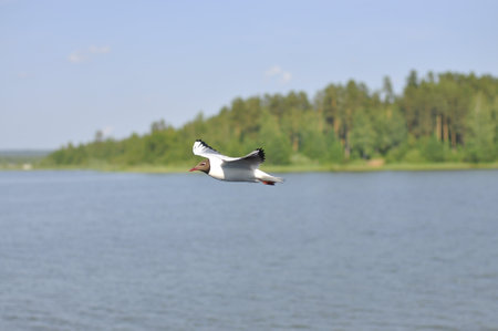 Seagull is flying over the lake water.の写真素材