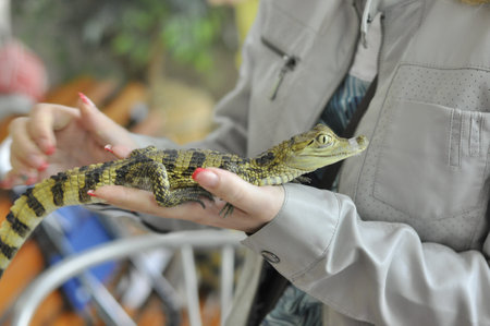 A small crocodile in the hands of a child.の写真素材