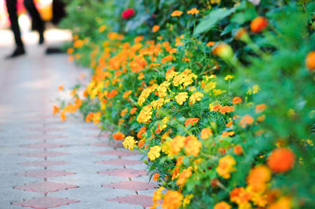Saffron and marigolds. Yellow-orange flowers bloom along the tiled road.の写真素材