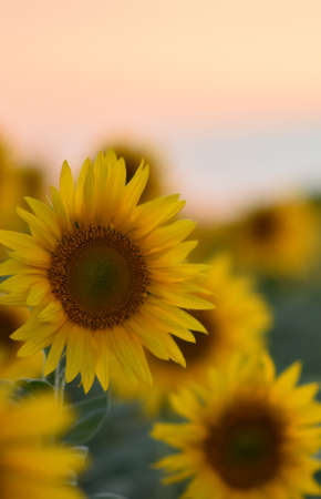 Sunflower flower. Vertical photo. Close-up. In the summer on the field.の写真素材