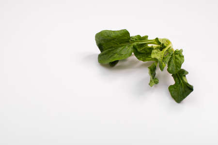 layout made of spinach. Food concept. on white background.の写真素材