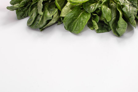 Spinach leaves on a white background on top. Banner. lettering,の写真素材