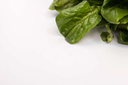 spinach leaves on white background. bunch greens. space for writing,の写真素材