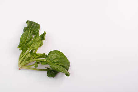 mock up made of spinach. Flat lay. Food concept.の写真素材